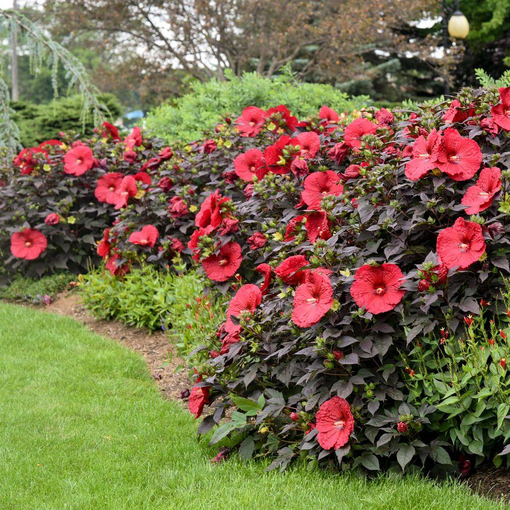 2 Gal. Summerific Holy Grail Rose Mallow (Hibiscus Hybrid) Live Perennial Plant with Red Flowers - Hercitys