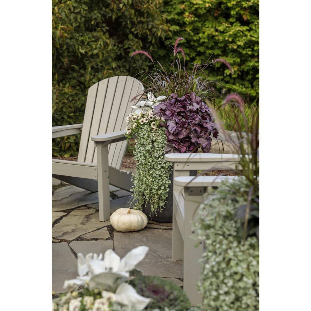 4.25 in. Eco+Grande Supertunia Latte (Petunia) Live Plant, Silver-White and Brown Flowers (4-Pack) - Hercitys