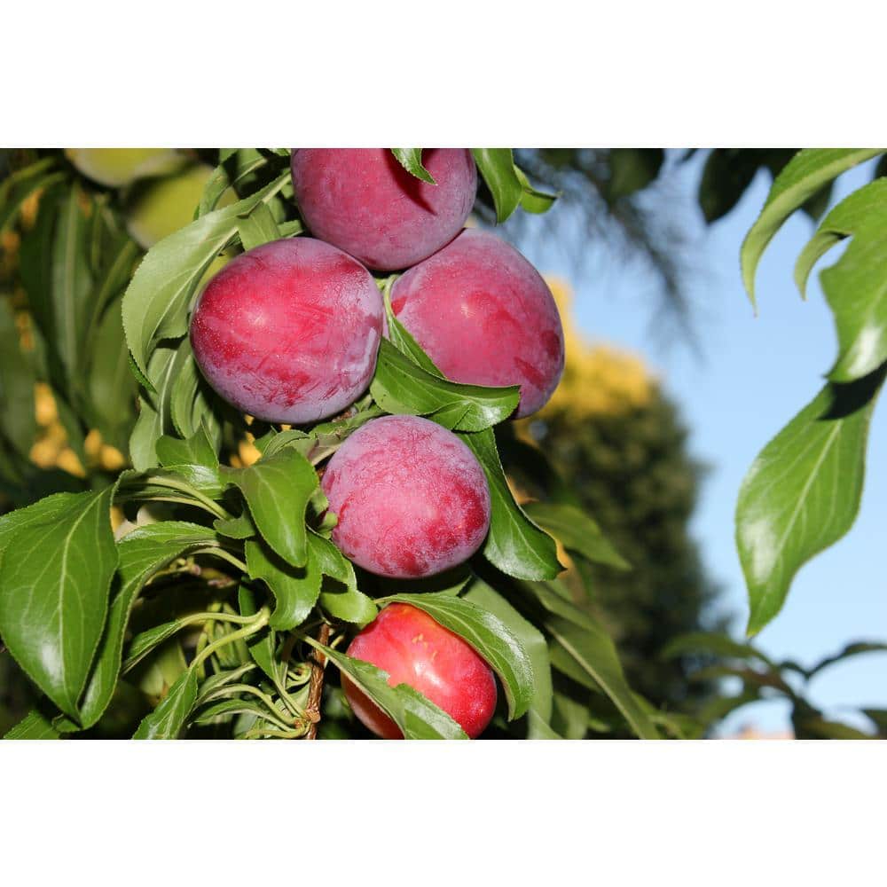 3 ft. Santa Rosa Plum Tree Semi Dwarf with Large Red Fruit and Vigorous Growth - Hercitys