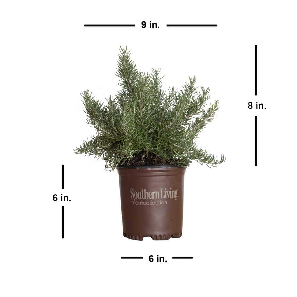 2.5 Qt. Chef’s Choice Rosemary – Live Potted Herb Plants - Hercitys