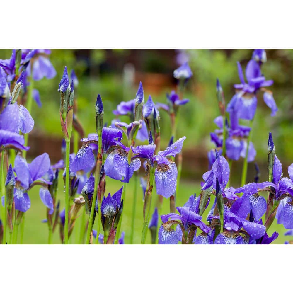 3 Gal. Caesar’s Brother Siberian Iris (Iris sibirica) Live Shrub with Deep Violet Flowers - Hercitys