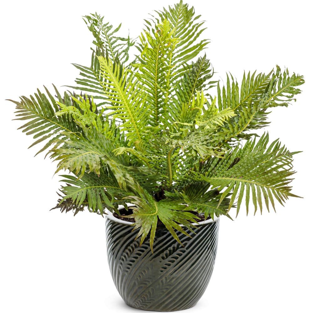 4.5 in. Qt. Silver Lady Dwarf Tree Fern (Blechnum Gibbum) Live Annual Plant with Green Foliage - Hercitys