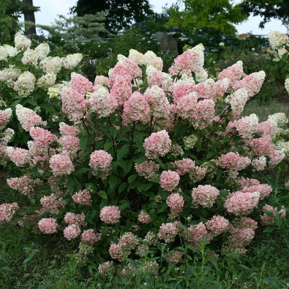2 Gal. Strawberry Sundae Panicle Hydrangea Flowering Shrub with White to Pink Flowers - Hercitys