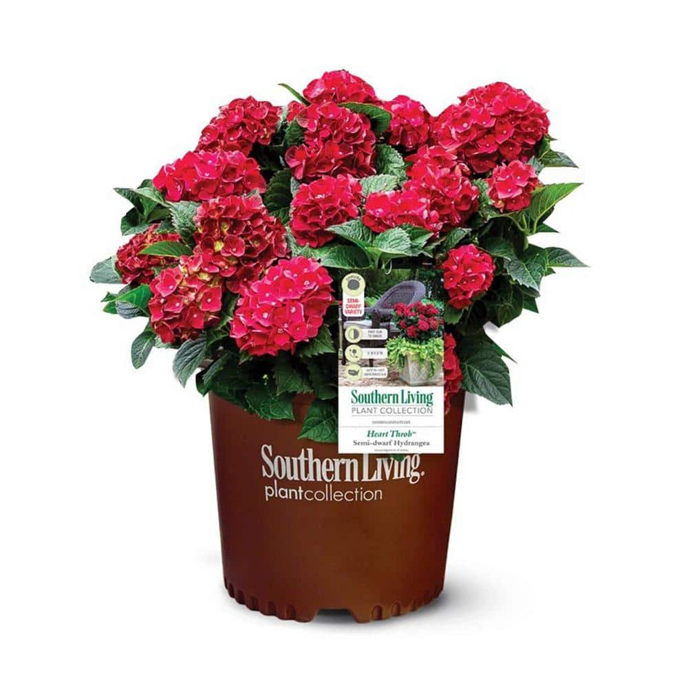 2.5 qt. Heart Throb Hydrangea Shrub, Live Blooming Plant with Cherry Red Flowers - Hercitys