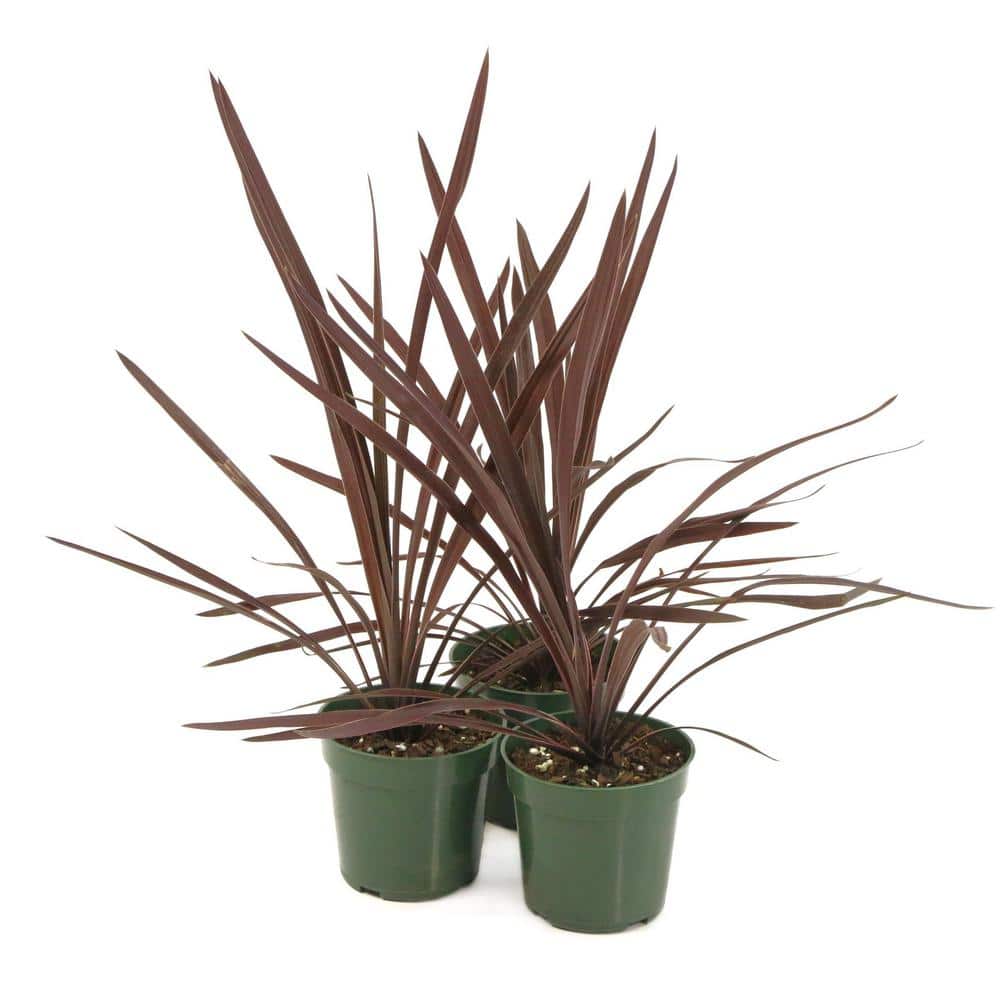 3.5 in. Cordyline Red Star Annual Plant (3-Pack) - Hercitys