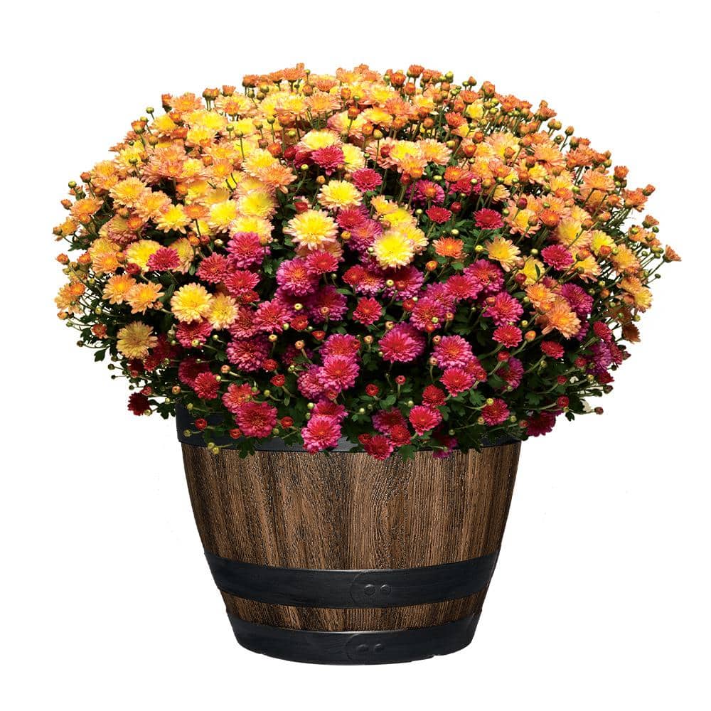 16 in. Reedley Large Kentucky Walnut Brown Resin Wine Barrel Planter (16 in. D x 11.5 in. H) - Hercitys