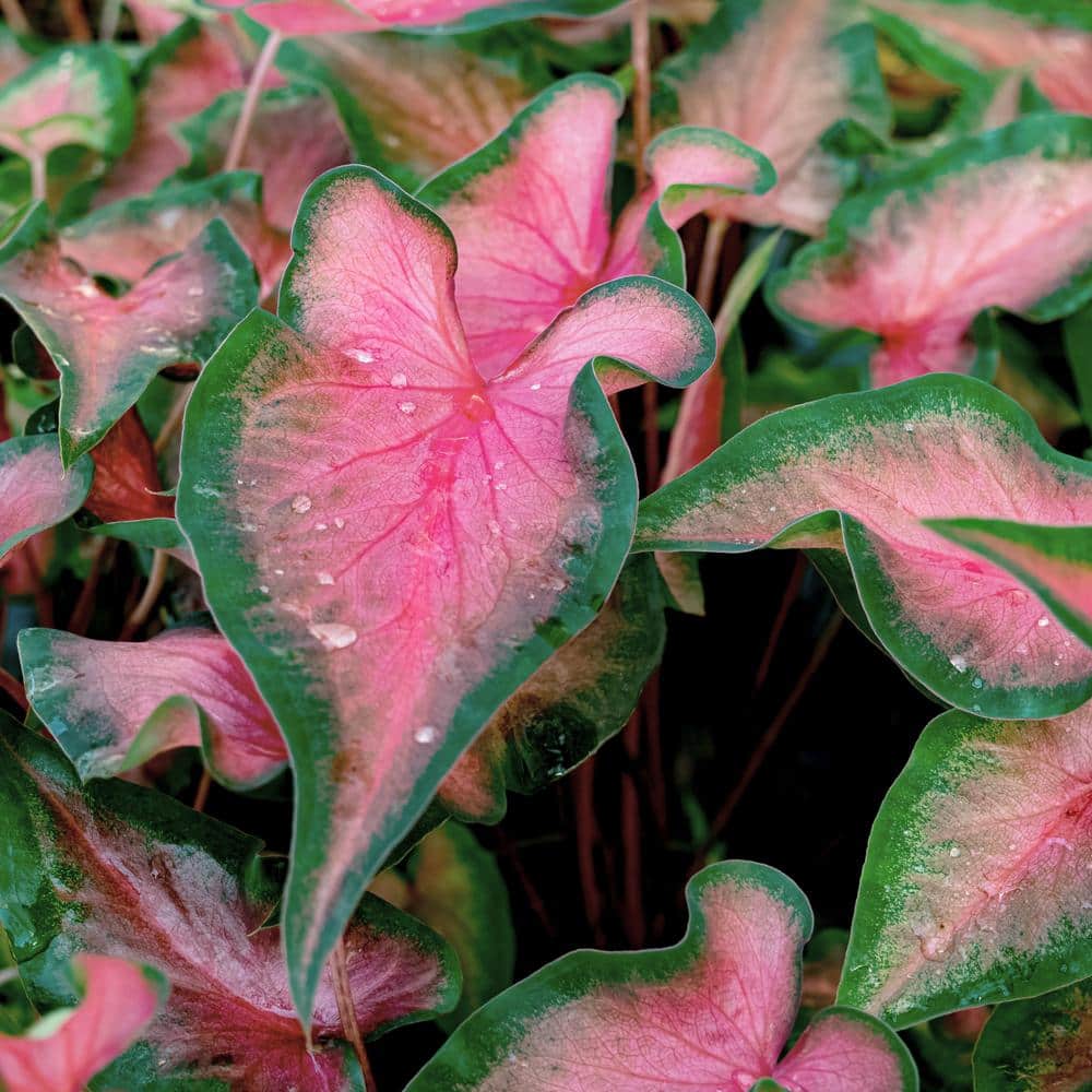 4 in. Caladium Sangria Perennial Plant (3-Pack) - Hercitys
