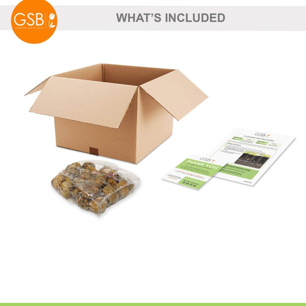 12 cm/14 cm, Purple Milka Gladiolus Flower Bulbs (Bag of 30) - Hercitys