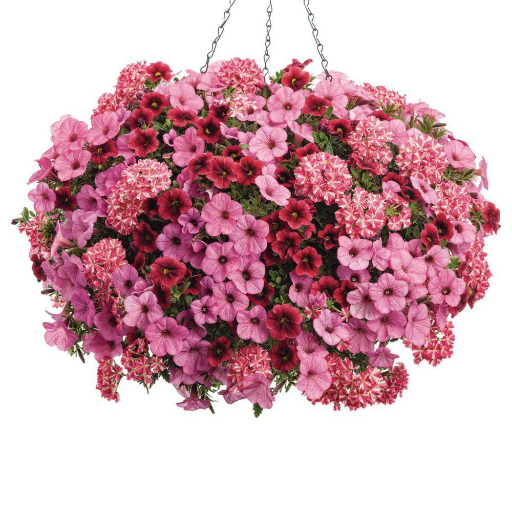4.25 in. Eco+ Grande Superbena Cherryburst (Verbena Hybrid) Live Annual Plant with Pink Flowers 4-Pack - Hercitys