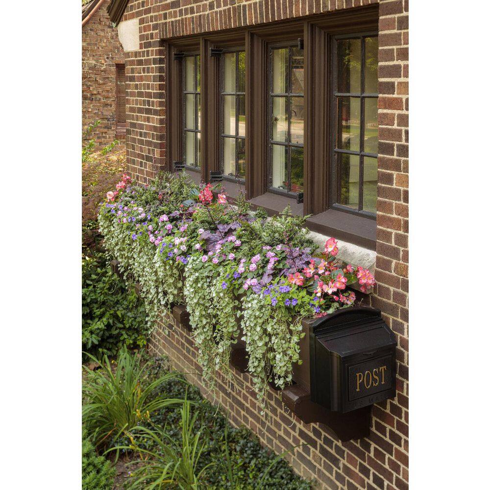 4.25 in. Eco+Grande Endless Illumination (Browallia) Live Plant, Blue-Purple Flowers 4-Pack - Hercitys