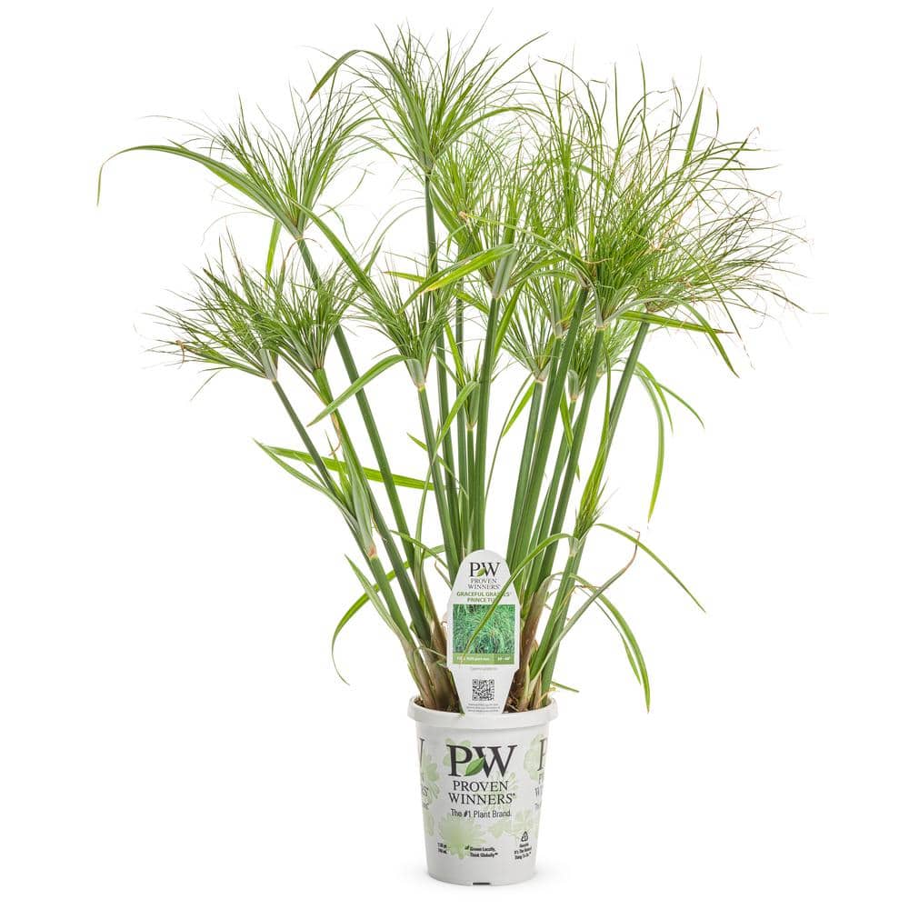 4.5 in. Qt. Graceful Grasses Prince Tut Dwarf Egyptian Papyrus (Cyperus) Live Plant, Bright Green Foliage - Hercitys