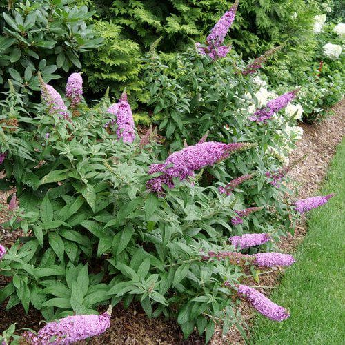 4.5 in. qt. Pugster Pinker Butterfly Bush (Buddleia) Live Plant, Shrub, Pink Flowers - Hercitys