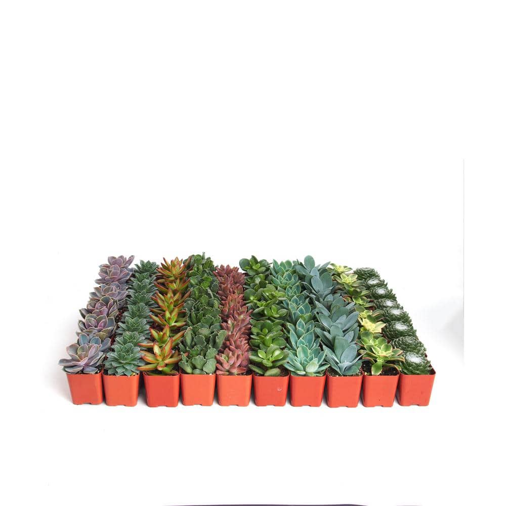 2 in. Assorted Succulent (Collection of 40) - Hercitys