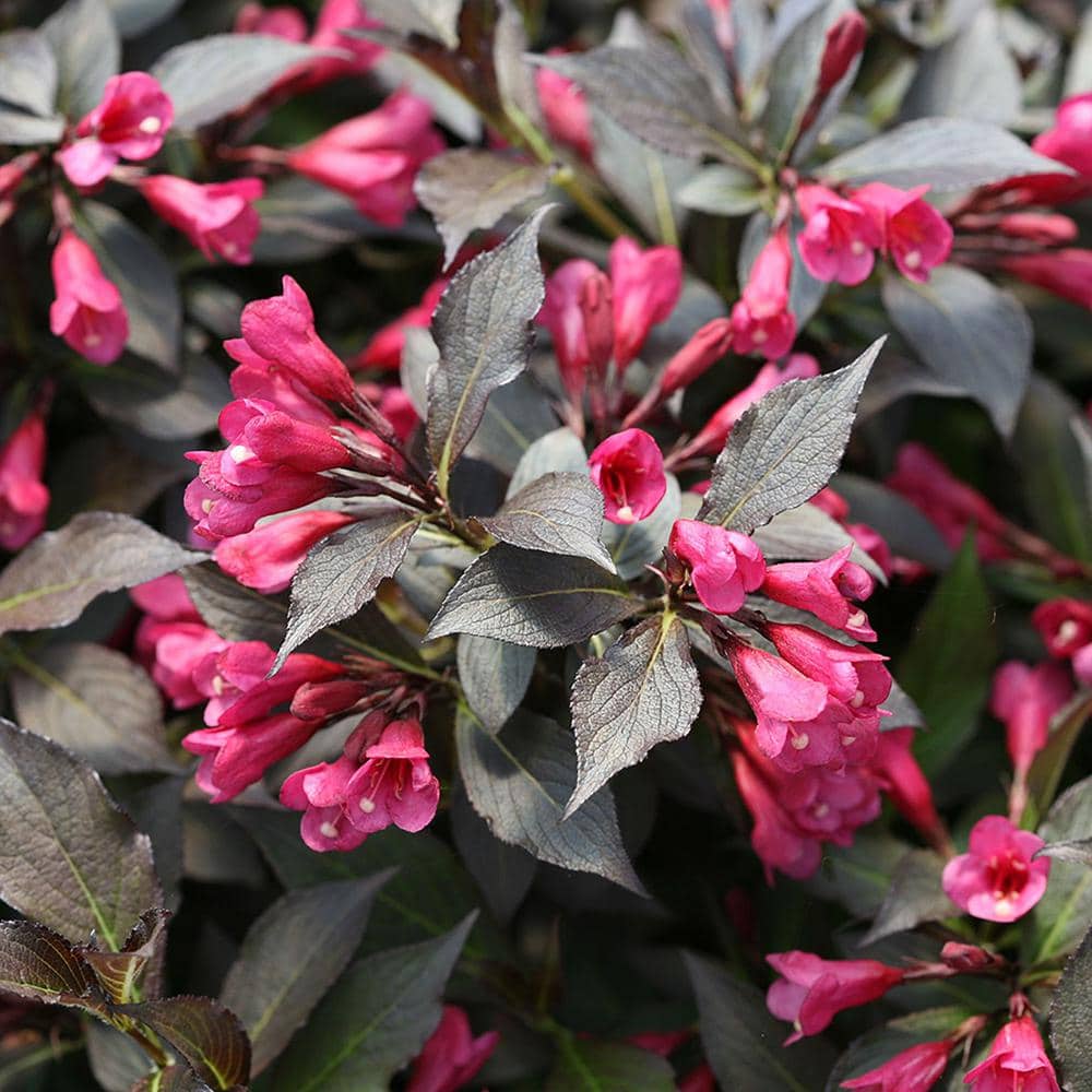 2 Gal. Spilled Wine Weigela Shrub with Bright Pink Flowers and Deep Purple Foliage - Hercitys