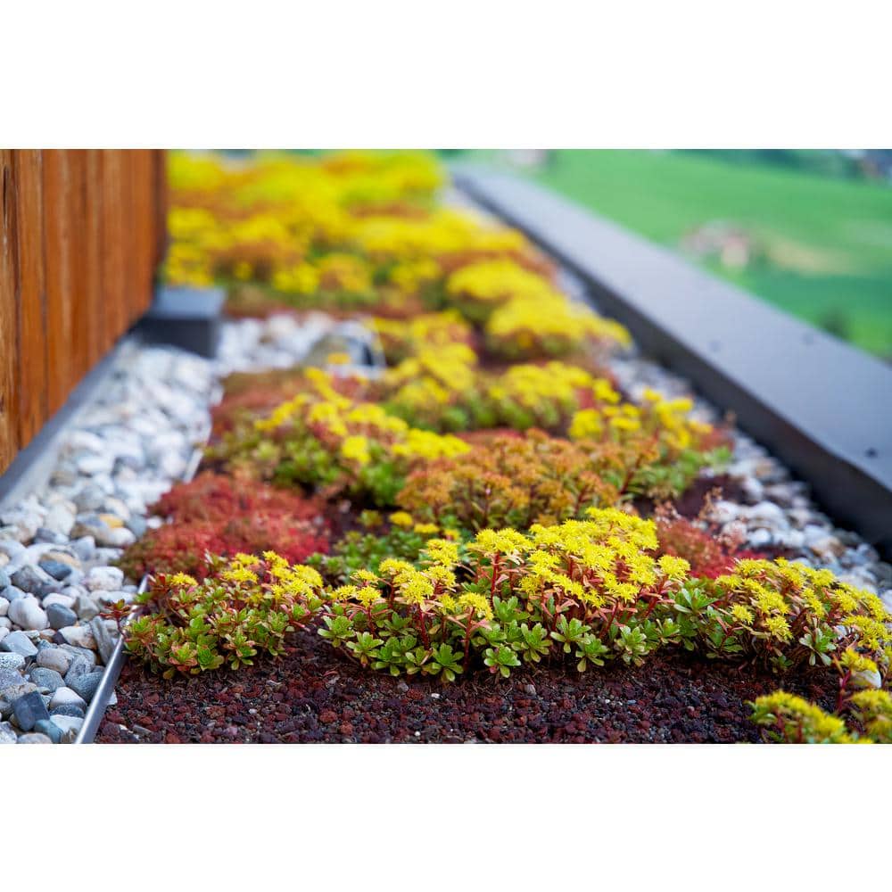 10 in. x 10 in. Perennial Sedum Tile Paver Mix (2-Pack) - Hercitys