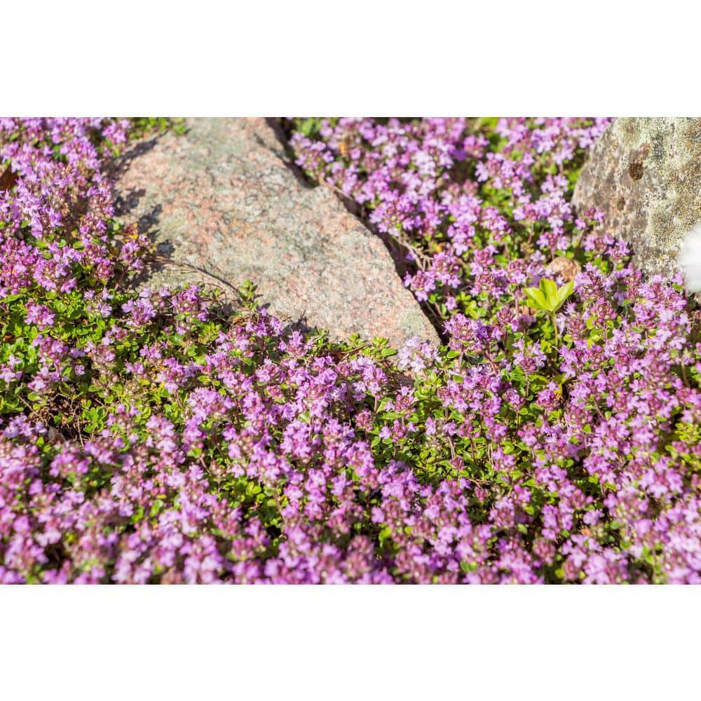 1 Gal. Pink Chintz Creeping Thyme (Thymus Serpyllum) Live Flowering Full Sun Perennial Groundcover Plant - Hercitys