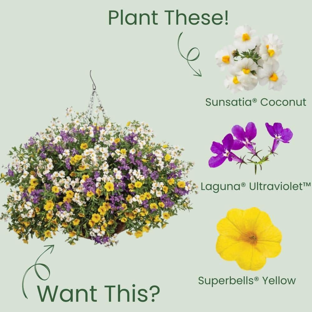 4.25 in. Eco+ Grande Sunsatia Coconut Nemesia (Hybrid) Live Annual Plant with White Flowers 4-Pack - Hercitys