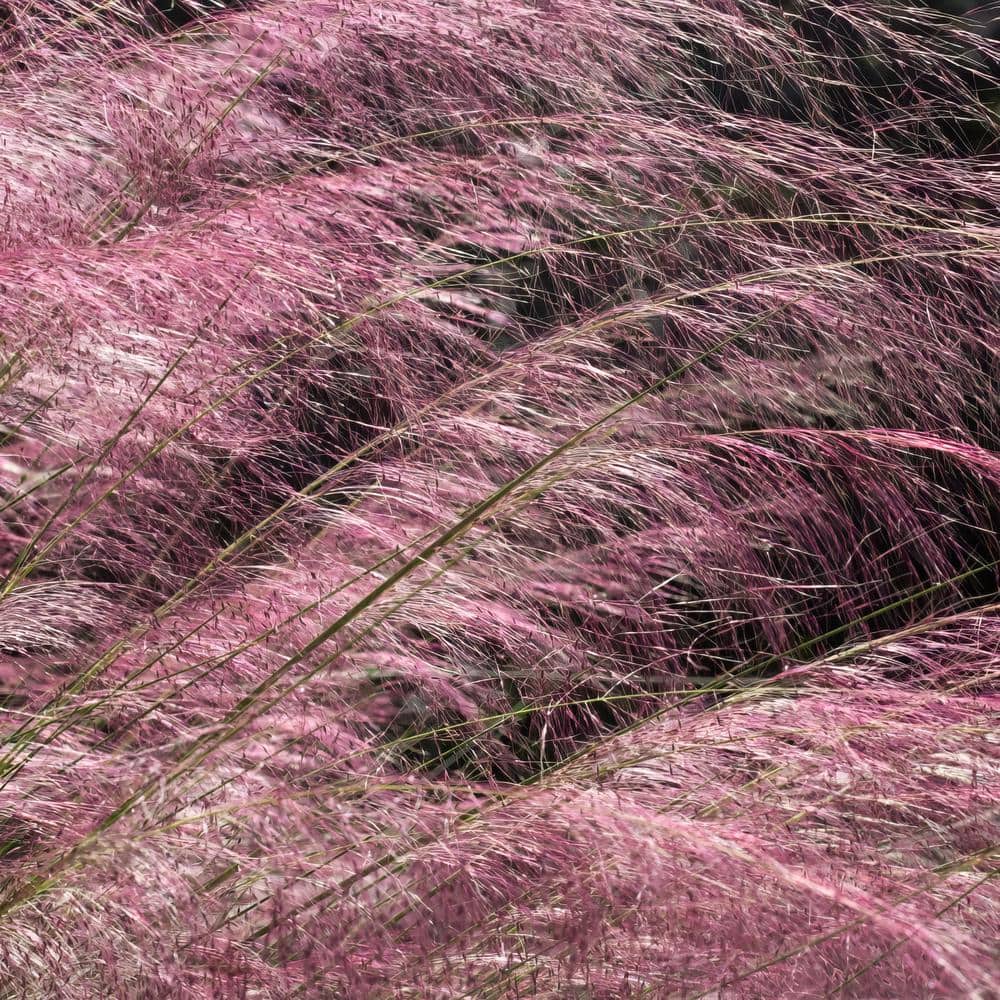 2.5 Qt. Pink Muhly Grass with Pink Bloms - Hercitys