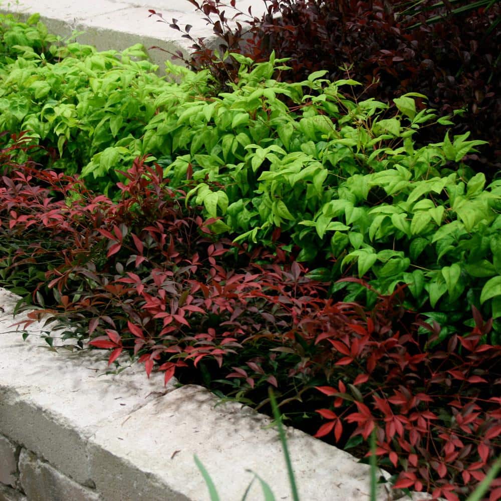 2.5 Qt. Flirt Nandina, Live Evergreen Groundcover Shrub, Deep Red New Foliage - Hercitys
