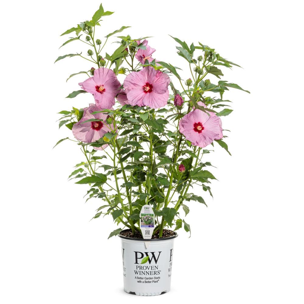 2 Gal. Summerific ‘Lilac Crush’ Rose Mallow (Hibiscus Hybrid), Live Perennial Plant, with Purple Flowers - Hercitys