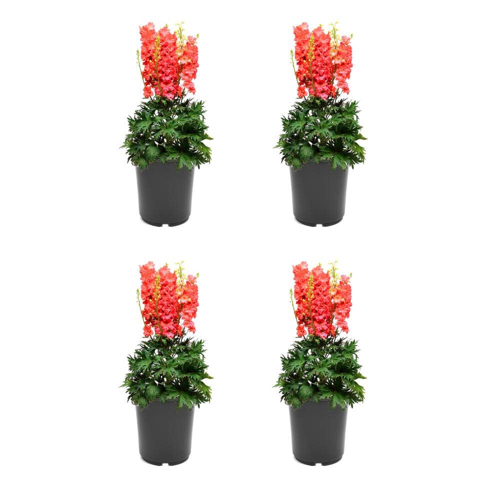 2.5 qt. Perennial Delphinium e. Red Lark (4-Pack) - Hercitys