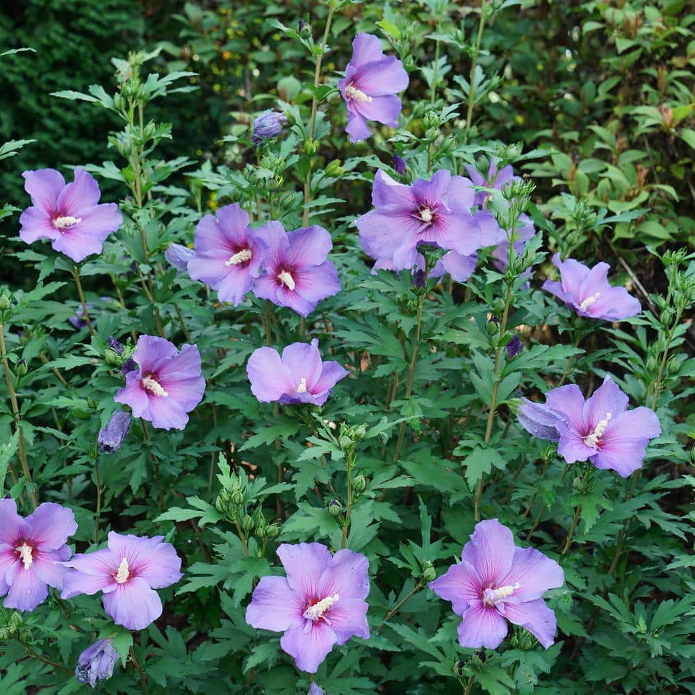 2 Gal. Paraplu Violet Rose of Sharon (Hibiscus) Shrub with Blue-Violet Flowers - Hercitys