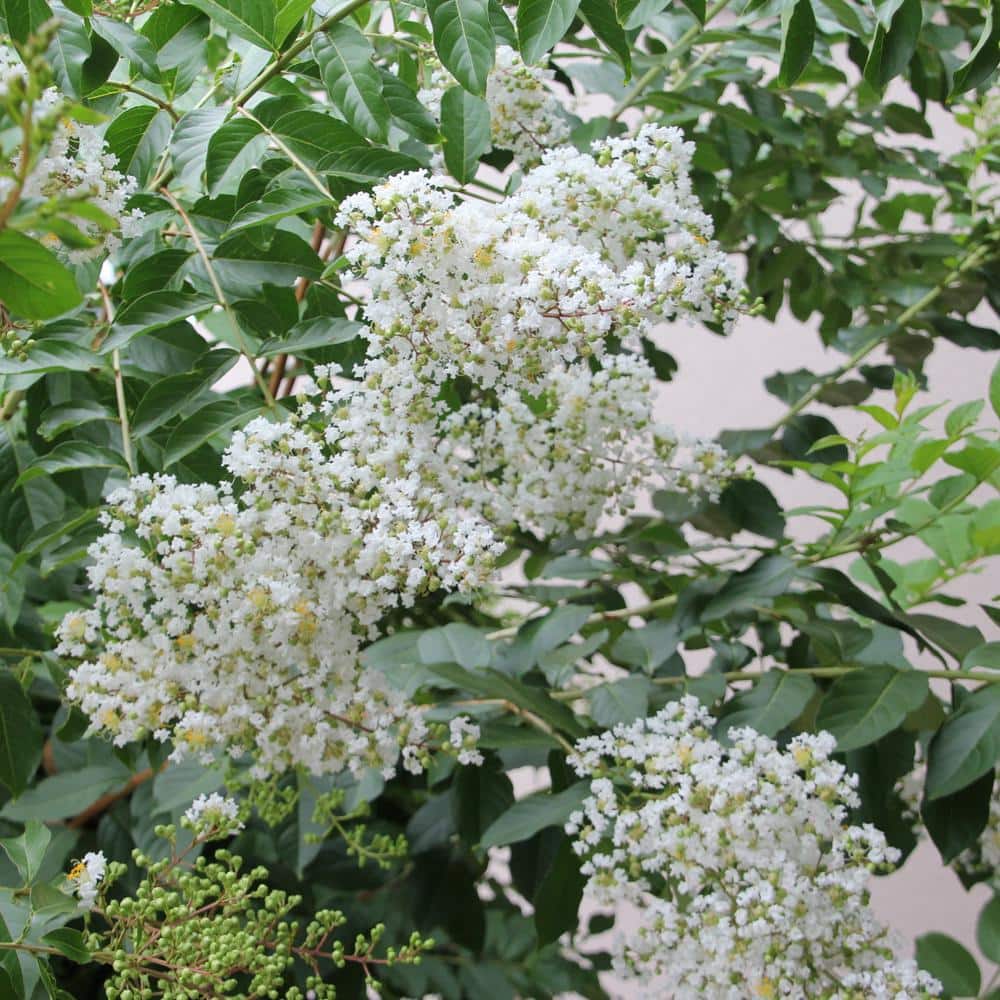 3 gal. Crape Myrtle Natchez Shrub with White Flowers - Hercitys
