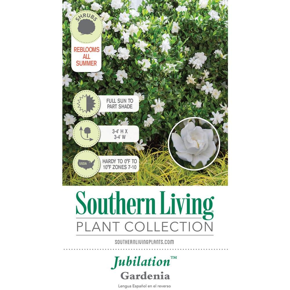 2.5 Qt. Jubilation Gardenia, Live Evergreen Shrub, White Fragrant Blooms - Hercitys