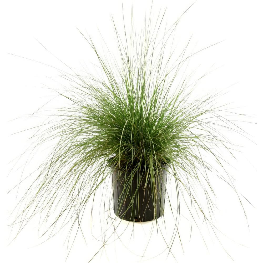 2.5 Qt. Pink Muhly Grass with Pink Bloms - Hercitys