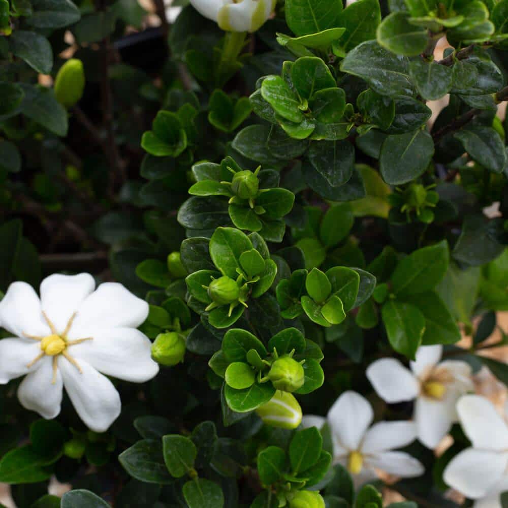 2.5 Gal – Kleim’s Hardy Daisy Gardenia, Live Evergreen Shrub, White Fragrant Blooms - Hercitys