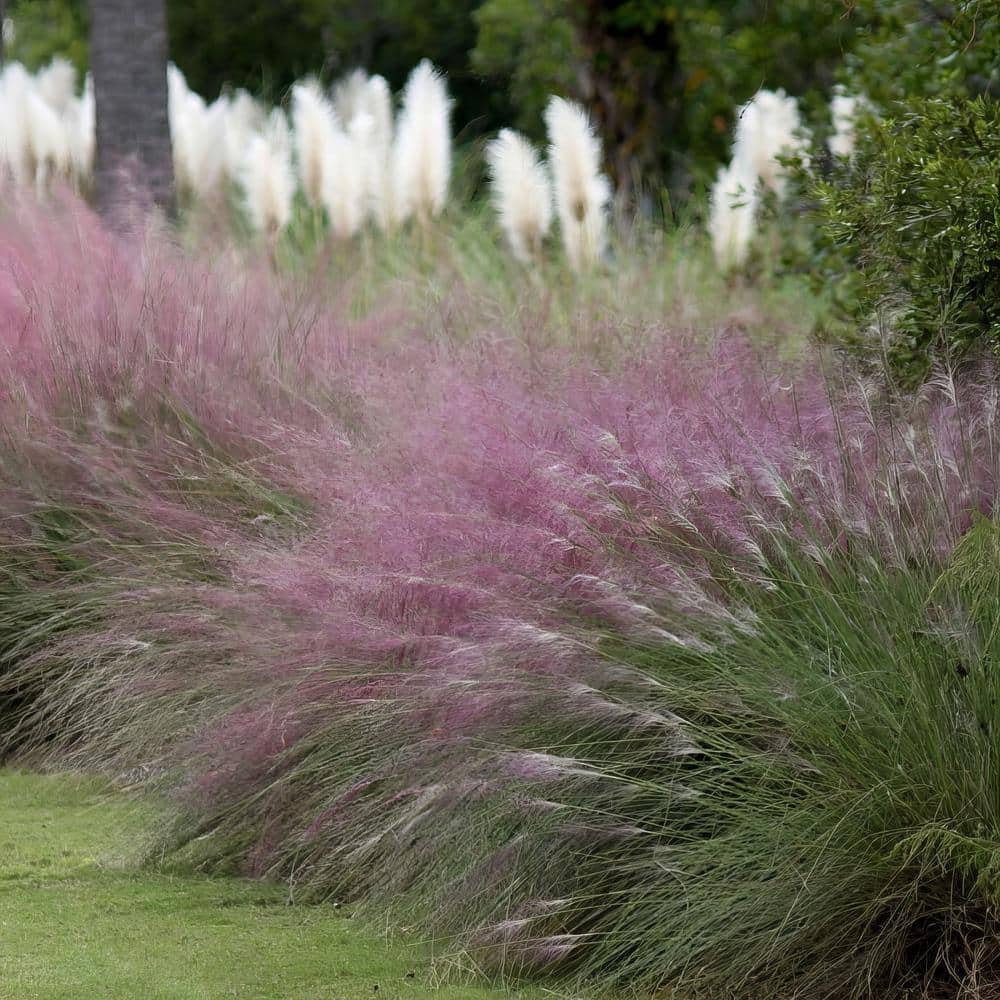 2.5 Qt. Pink Muhly Grass with Pink Bloms - Hercitys