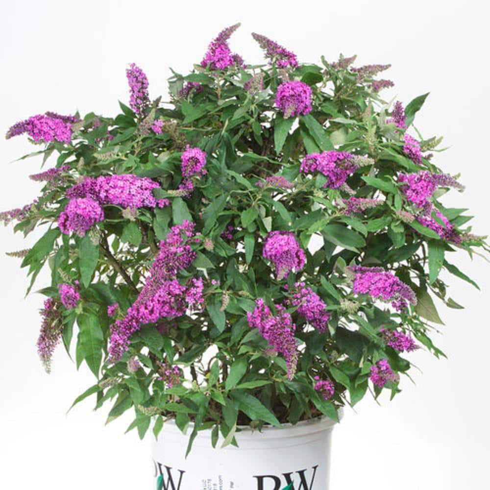 2 Gal. Pugster Periwinkle Butterfly Bush (Buddleia) Live Shrub with Purple Flowers - Hercitys