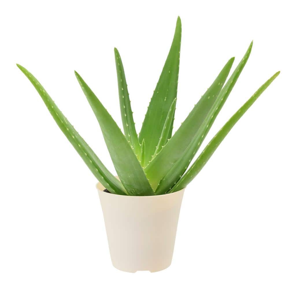 4 in. Aloe Vera Plant in Beige Plastic Pot Cover - Hercitys