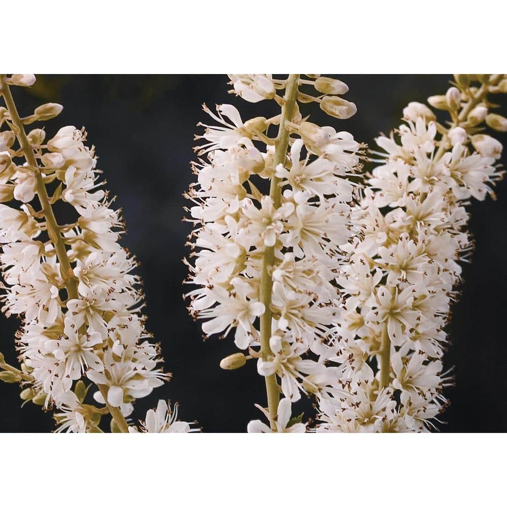 4.5 in. Qt. Vanilla Spice Summersweet (Clethra Alnifolia) Flowering Shrub With White Flowers - Hercitys