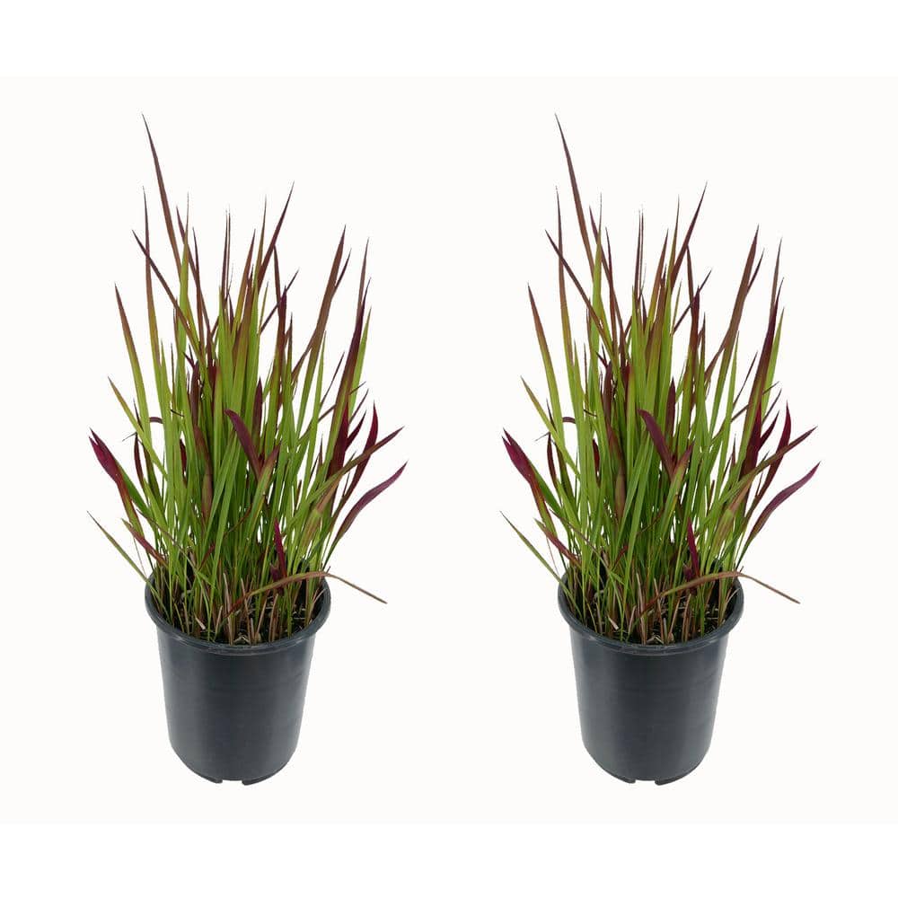 2.5 qt. Perennial Grass Hakonechloa Sunflare (2-Pack) - Hercitys