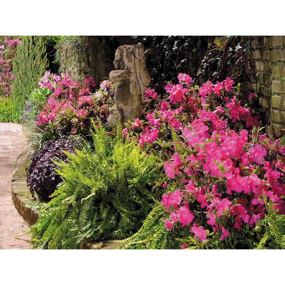 3 Gal. Autumn Sangria Shrub with Neon Pink Reblooming Flowers - Hercitys