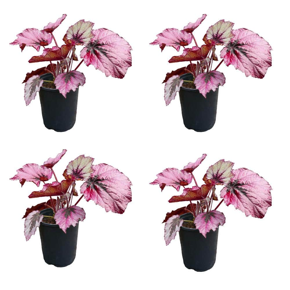 2.5 qt. Rex Begonia Ruby Slippers Annual Plant with Pink Flowers-(4-Pack) - Hercitys