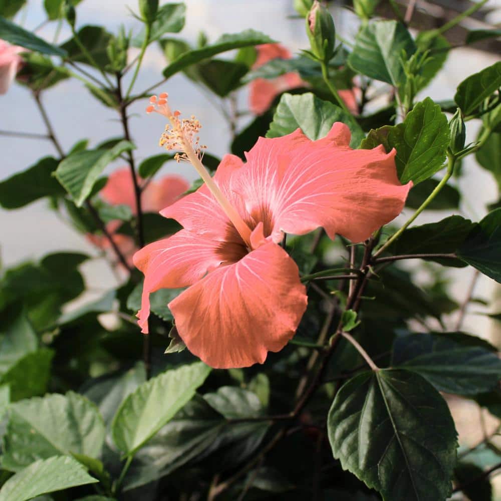 2 gal. Hibiscus Peach Braided Annual Tree Plant with Peach Flowers - Hercitys