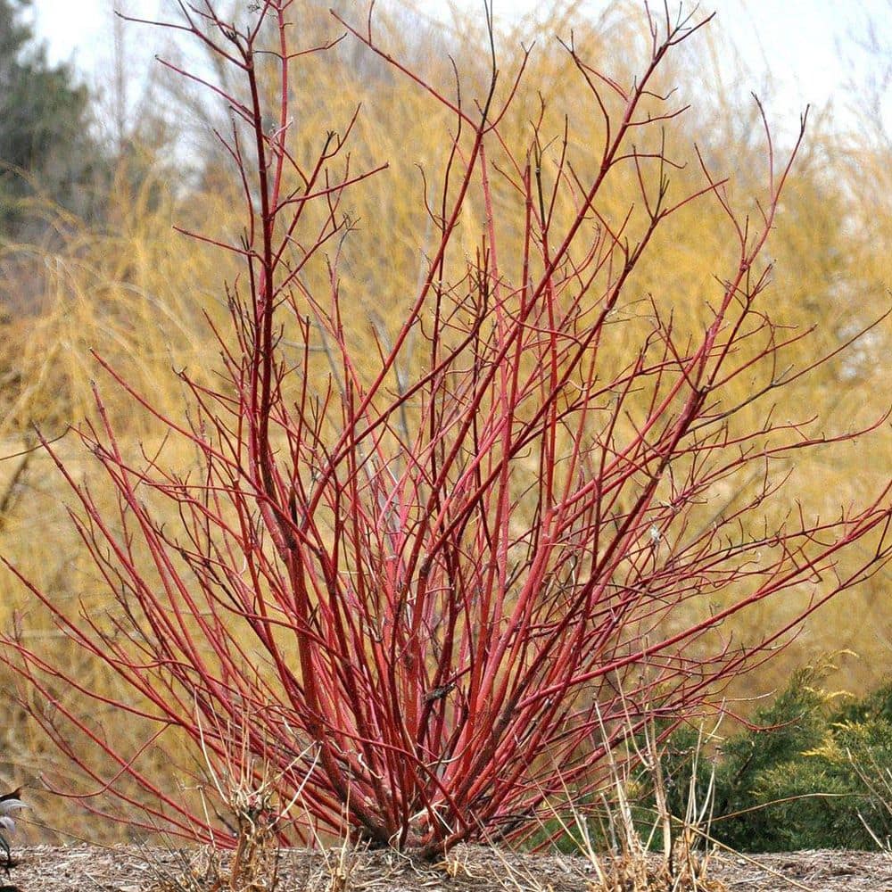 2.25 Gal. Bailey’s Red Twig Dogwood (Cornus) Live Shrub - Hercitys