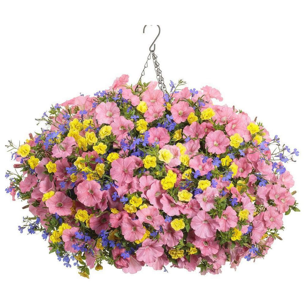 4.25 in. Eco+Grande Superbells Double Yellow (Calibrachoa) Live Plant, Yellow Flowers (4-Pack) - Hercitys