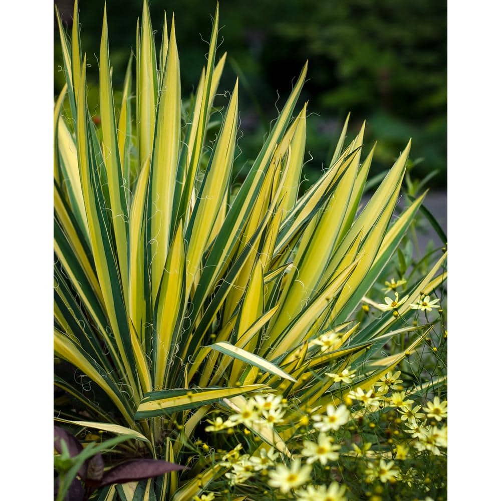 2.5 qt. Perennial Yucca Variegated (2-Pack) - Hercitys