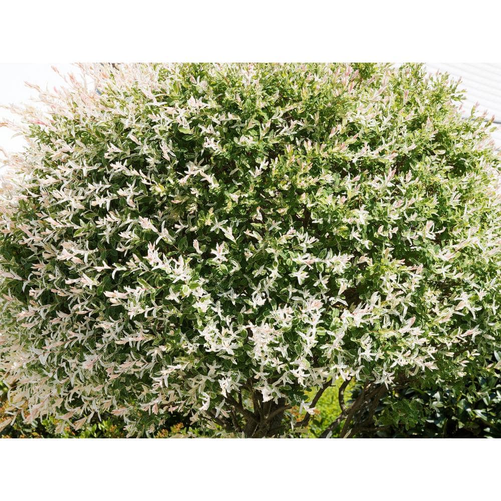 3 Gal. Hakuro Nishiki Dappled Willow (Salix integra), Live Shrub Tree - Hercitys