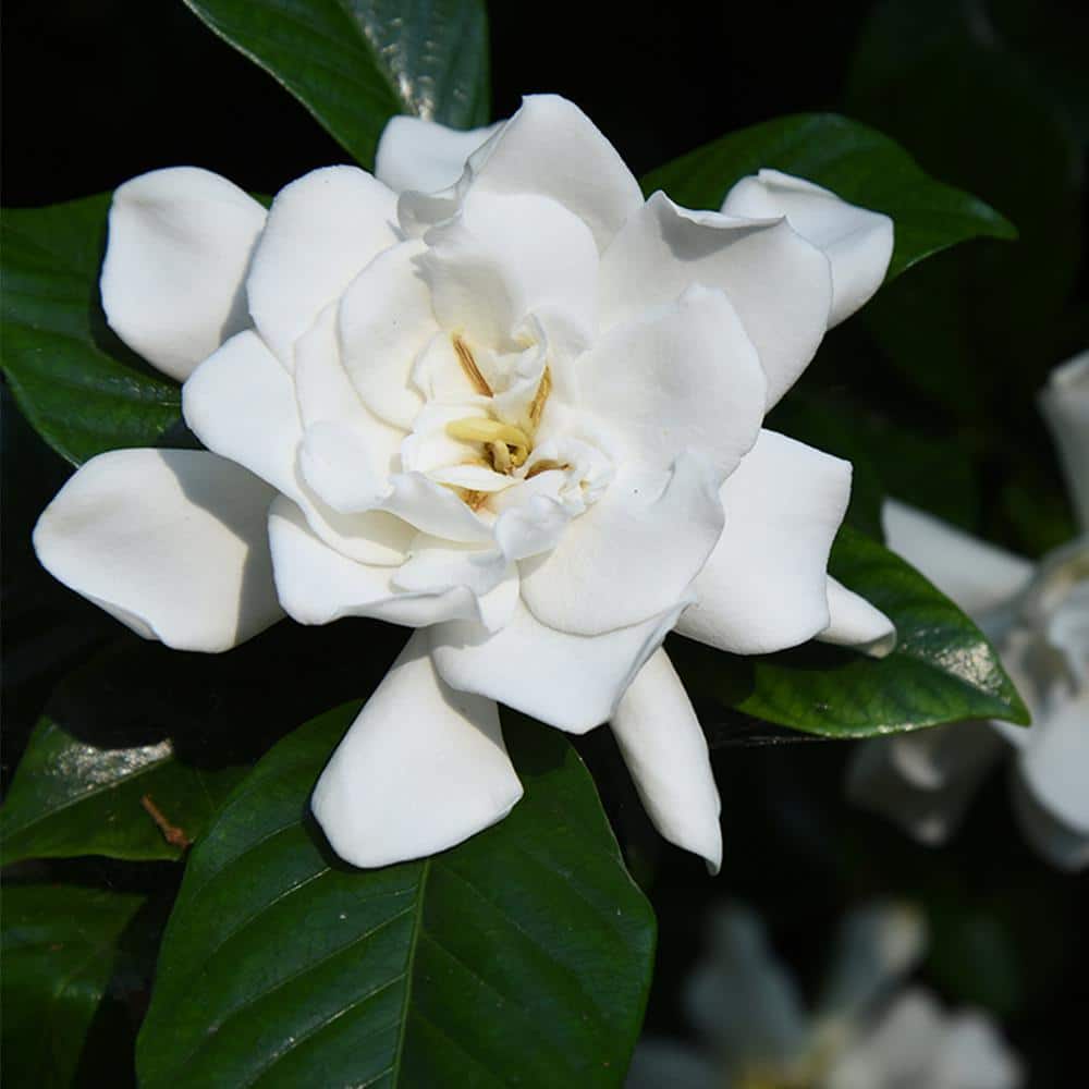 3 Gal. Flowering Fragrant August Beauty Gardenia Shrub (2-Pack) - Hercitys
