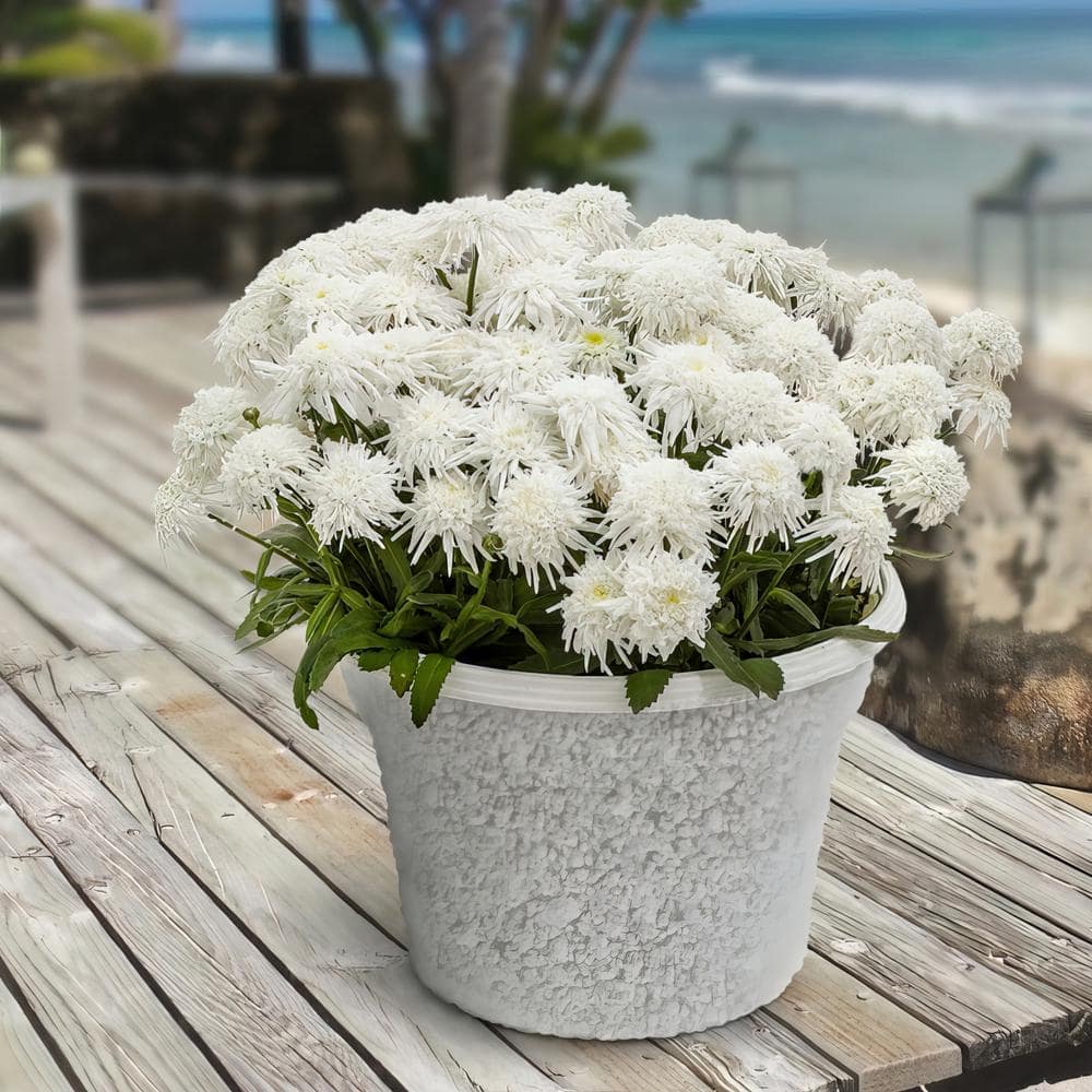 2.5 in. Shasta Daisy Carpet Angel Plant (3-Pack) - Hercitys