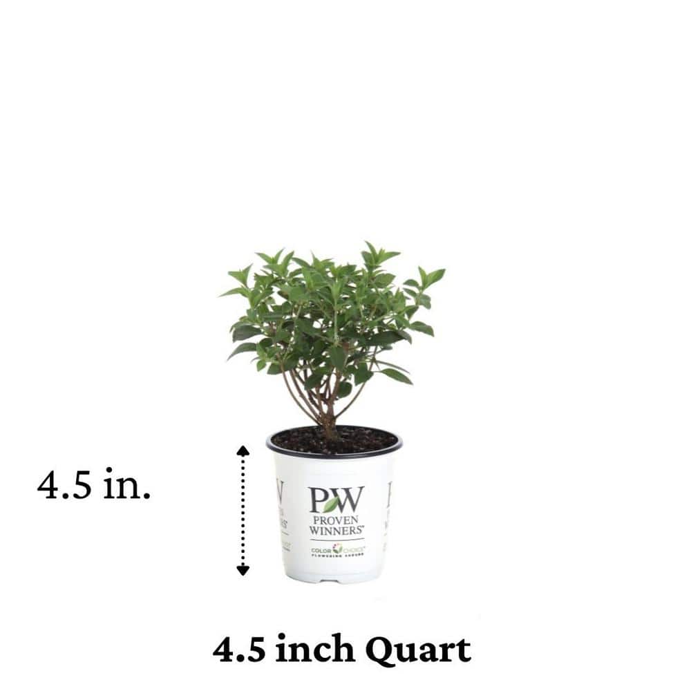 4.5 in. Qt. Bobo Hardy Hydrangea (Paniculata) Live Shrub, White to Pink Flowers - Hercitys