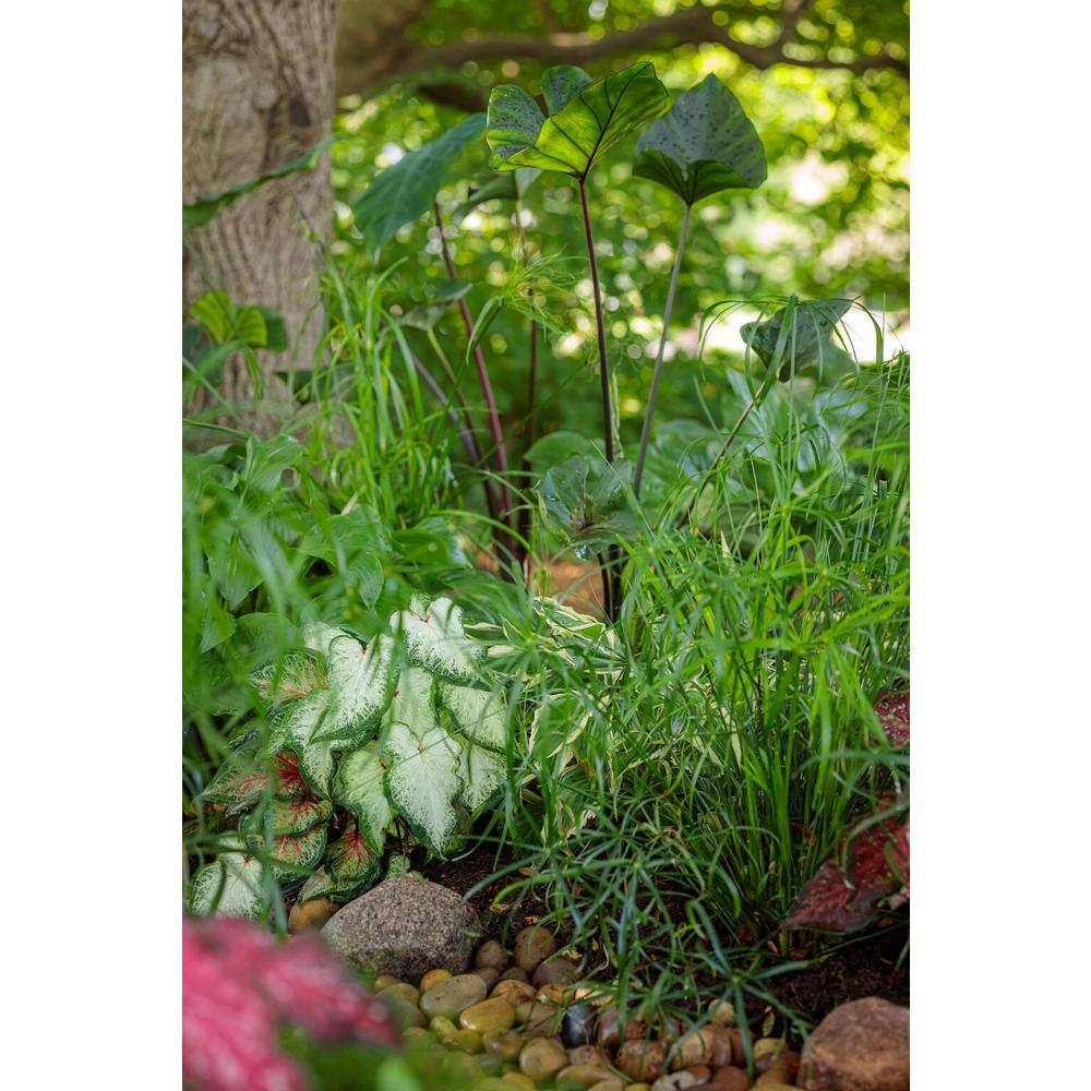 1 Gal. Royale. Heart of the Jungle Elephant’s Ear Live Annual Plant, Green Foliage (1-Pack) - Hercitys