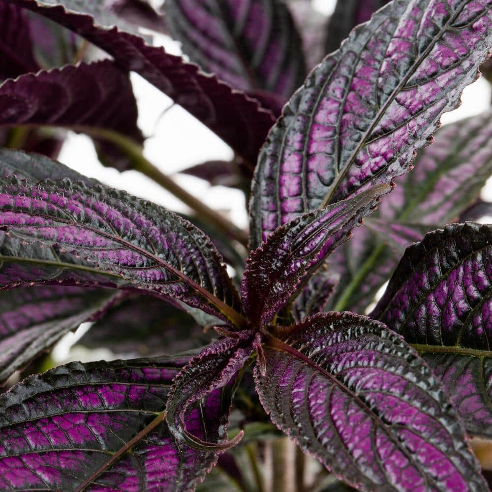 2 Qt. Strobilanthes Dyeriana Persian Shield Annual Plant (3-Pack) - Hercitys