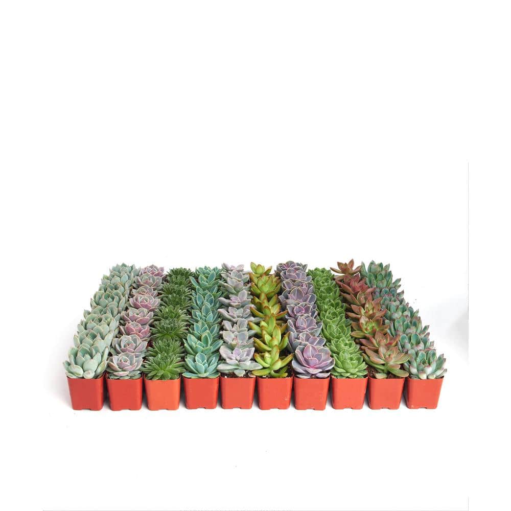 2 in. Rosette Succulent (Collection of 40) - Hercitys