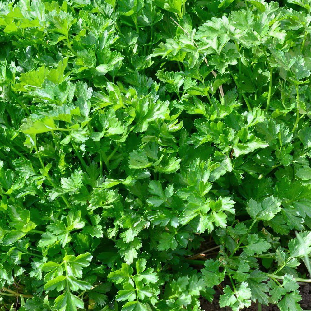 2.5 in. Parsley Italian Plant (3-Pack) - Hercitys