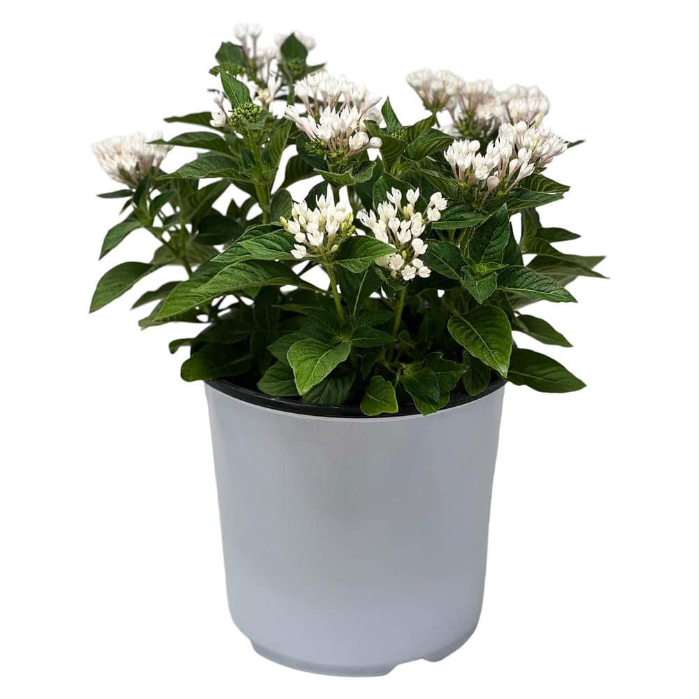 1.5 Gal. Penta Plant White Flower in 8.25 in. Grower’s Pot - Hercitys